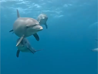 V1705007_This dolphin needed help 😭 (Part 2)