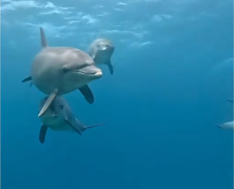 V1705007_This dolphin needed help 😭 (Part 2)