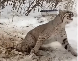 V1705008_This bobcat needed help 🥹❤️ (Part 2)