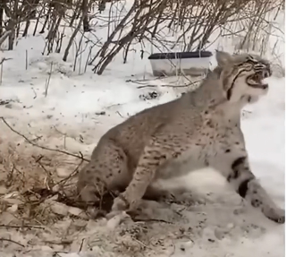 V1705008_This bobcat needed help 🥹❤️ (Part 2)