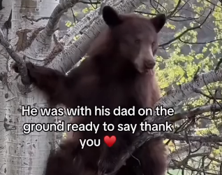 V1705009_this bear needed help💕  (Part 2)
