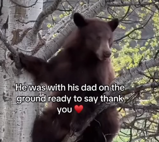 V1705009_this bear needed help💕  (Part 2)