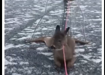 V1705010_This deer needed help 🥹❤️  (Part 2)