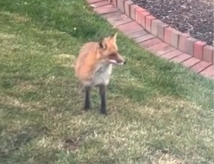V1705001 He adopted the whole family of foxes 😭 (Part 2)
