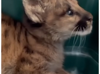 V1705002 Man helps a cougar and this happens 😱  (Part 2)