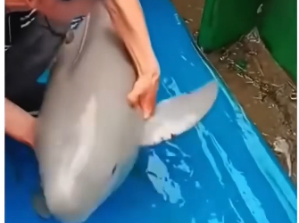 V1705003 this dolphin needed help💕 (Part 2)