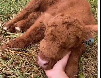 V1705005_Can animals communicate with humans？ 🥹 (Part 2)