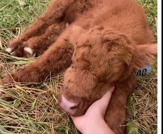 V1705005_Can animals communicate with humans？ 🥹 (Part 2)