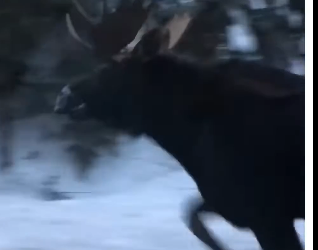 V1705006_This baby moose needed help 🥹 (Part 2)