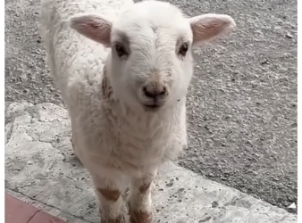 V1905002_This sheep asked for help 🥹❤️  (FULL)