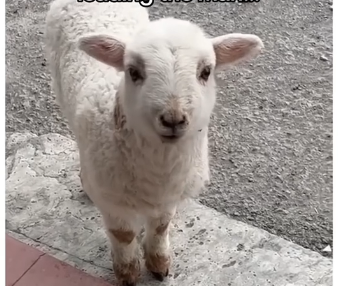 V1905002_This sheep asked for help 🥹❤️ (FULL)