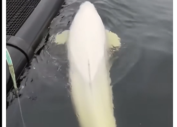 V1505009_This beluga needed help 🥹❤️ (Part 2)