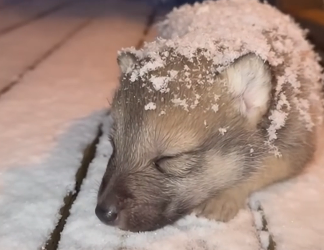 V1305001_Man helps raise a wolf pup🥹❤️  (Part 2)