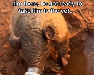 V1305002_This armadillo needed help💕💕 (Part 2)