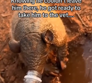 V1305002_This armadillo needed help💕💕 (Part 2)