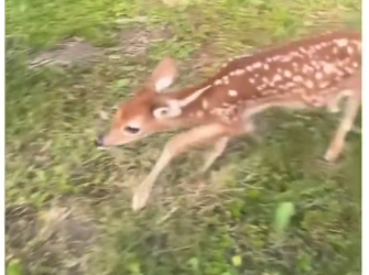 V1305004_This deer needed help💕 (Part 2)
