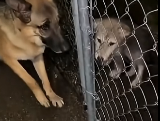 V1305005_My dog had to take in the wolf cub😭❤️  (Part 2)