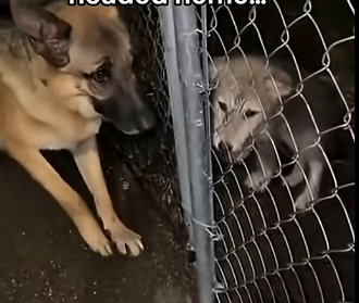 V1305005_My dog had to take in the wolf cub😭❤️  (Part 2)