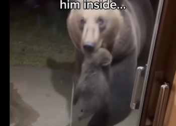 V1305006_My grandpa loves him like a grandson ❤️🐻  (Part 2)