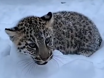 S1805001_I rescued a leopard cub in the snow and he did this…  (FULL)