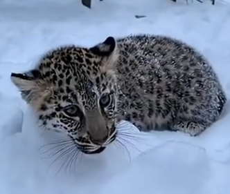 S1805001_I rescued a leopard cub in the snow and he did this…  (FULL)