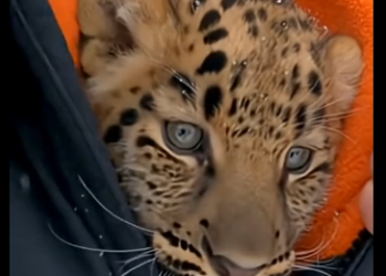 S1805003_I couldn’t believe it when I saw this cub crying alone… (Part 2)