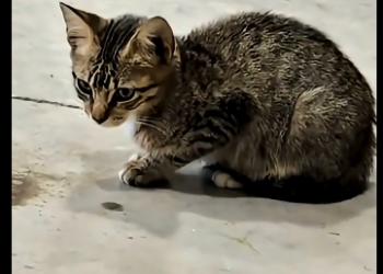 S1805004_One day, my boyfriend found this abandoned cat under his car and then…  (Part 2)