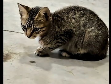 S1805004_One day, my boyfriend found this abandoned cat under his car and then…  (Part 2)