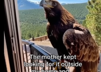 E1405011_I saved a golden eagles last egg ❤️  (Part 2)