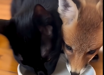 V1305009 Fox and the Cat？❤️ (Part 2)