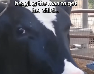 V1305010_This cow needed help!  (Part 2)