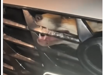 V1305012 This animal needed help🥹 (Part 2)