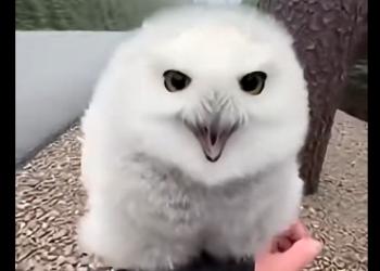 L1305006_A baby snowy owl was surrounded by foxes beneath a tree… (Part 2)