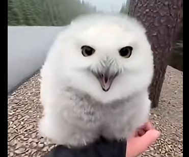 L1305006_A baby snowy owl was surrounded by foxes beneath a tree… (Part 2)