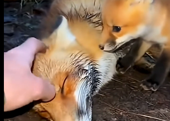 L1305007_A fox kit stopped my car… then clung to my pant leg, begging me for something  (Part 2)