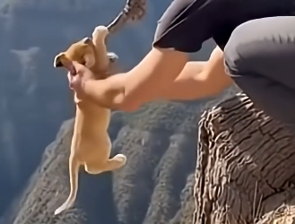 L1305011_I found a tiny lion cub dangling over a ravine… (Part 2)
