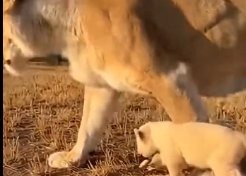 L1305012_A tiny white lion cub was rejected by his own mother and siblings  (Part 2)