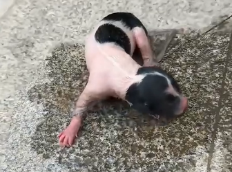 U1805004_A woman found a newborn puppy onthe side of the road, and then.. (FULL)