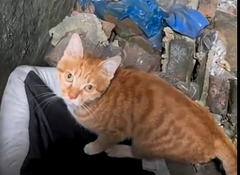 U1805003_I found that a stray cat stole my catlitter (FULL)
