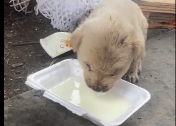 U1605009_I found a puppy that was hurt by itsmother, what a poor little thing♥️（Part 2 ）