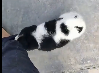 U1605012 Oh my god, this little dog is so pitifulland desperate, I can’t sit idly by (Part 2)