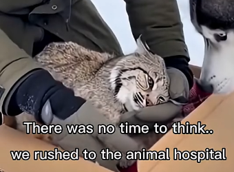 G1805003 My Husky Adopted a Baby Bobcat… Until We Had to Say Goodbye  (Part 2)