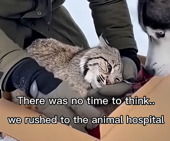 G1805003 My Husky Adopted a Baby Bobcat… Until We Had to Say Goodbye  (Part 2)