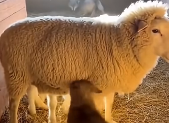 G1805006 A Sheep Raised a Wolf Pup… He Became Their Shepherd & Hero (Part 2)