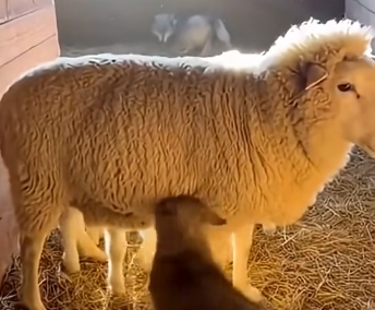 G1805006 A Sheep Raised a Wolf Pup… He Became Their Shepherd & Hero (Part 2)