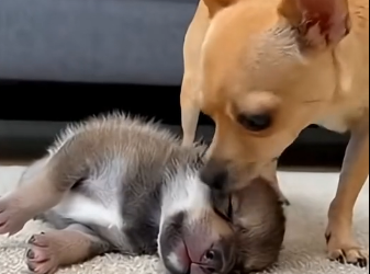 C1605005_Wolf Raised by Chihuahua Returns With His Family (FULL)