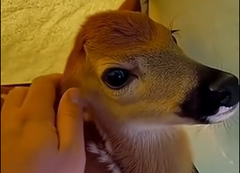 G1805004 A Baby Deer Ran Into My Tent While Camping… I Didn’t Expect This (Part 2)