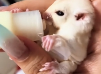 U1805001_The baby flying squirrel wasabandoned by its mother as soon asit was born😭 (Part 2)