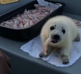 W1905003 I thought I was alone on the ice…  (Part 2)