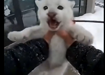 W1505005 A tiny white cougar cub showed up at my glass door… (Part 2)